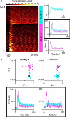 Contextual Modulation of Feedforward Inputs to Primary Visual Cortex